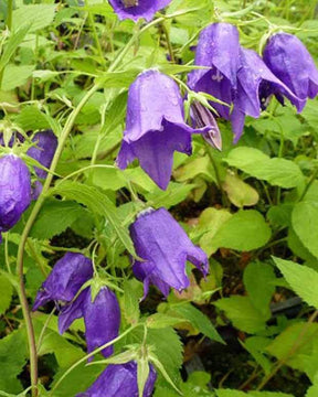 Campanule hybride Kent Belle - Campanule - Campanula Kent Belle