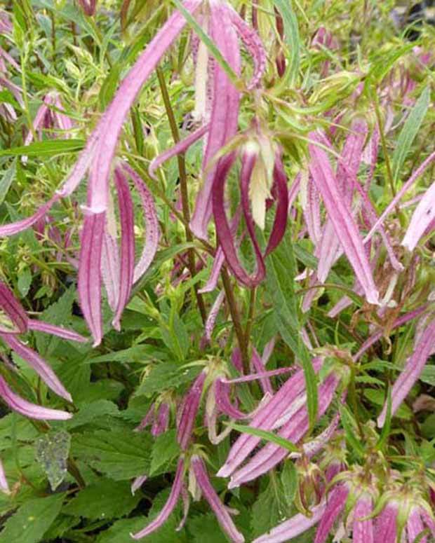 Campanule Pink Octopus - Campanule - Campanula Pink Octopus