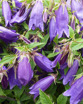 Campanule Rings-a-Bell Indigo Blue - Campanule - Campanula Ringsabell Indigo Blue ( Ringsabell ser