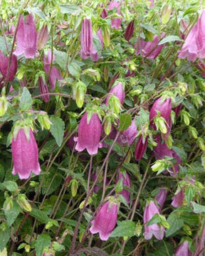 Campanule Rings-a-Bell Mulberry Rose - Campanule - Campanula Ringsabell Mulberry Rose ( Ringsabell s