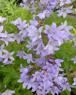 Campanule laiteuse Campanule à fleurs laiteuses - Campanule - Campanula lactiflora