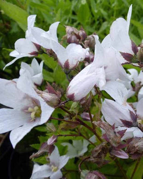 Campanule laiteuse Alba - Campanule - CAMPANULA LACTIFLORA ALBA