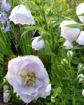 Campanule à feuille de pêcher La Bello - Campanule - Campanula persicifolia La Bello