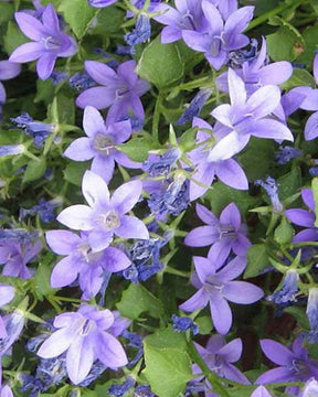 Campanule laiteuse Pouffe - Campanule - Campanula lactiflora Pouffe