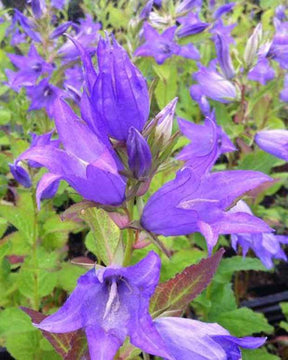 Campanule à larges feuilles Macrantha - Campanule - CAMPANULA LATIFOLIA VAR. MACRANTHA