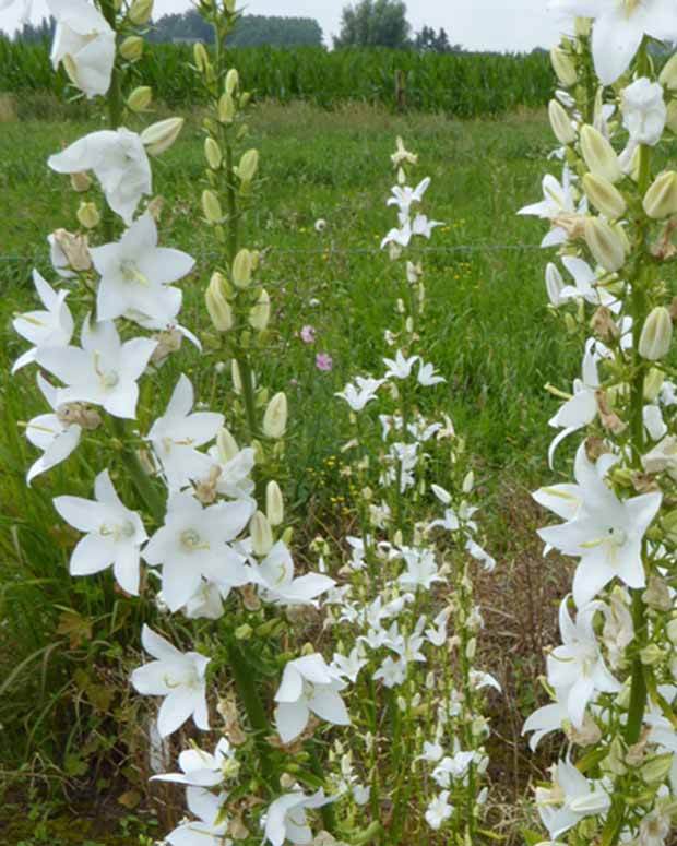 Campanule pyramidale Alba - Campanule - CAMPANULA PYRAMIDALIS ALBA