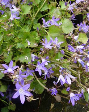 Campanule des murets Blauranke - Campanule - Campanula poscharskyana Blauranke