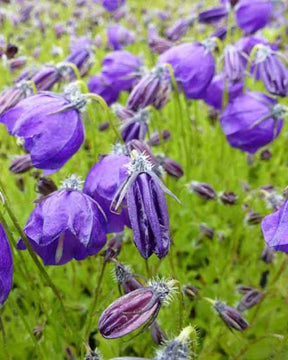 Campanule hybride G.F. Wilson - Campanule - Campanula x pulloides G.F. Wilson