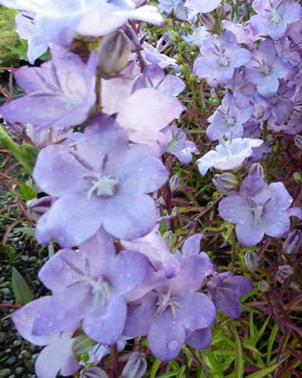 Campanule à feuilles de pêcher Hidcote Amethyst - Campanule - CAMPANULA PERSICIFOLIA HIDCOTE AMETHYST