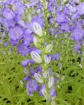 Campanule à feuille de pêcher Highcliffe - Campanule - Campanula persicifolia Highcliffe