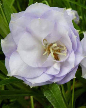 Campanule à feuilles de pêcher La Belle - Campanule - CAMPANULA PERSICIFOLIA LA BELLE