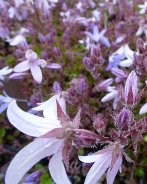 3 Campanules des murets Lisduggan Variety - Campanule - Campanula poscharskyana Lisduggan Variety