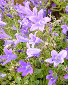 Campanule des murailles Resholt Variety - Campanule - Campanula portenschlagiana Resholt Variety