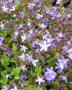 Campanule des murets Stella - Campanule - CAMPANULA POSCHARSKYANA STELLA