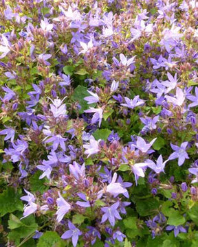 3 Campanules des murets Trollkind - Campanule - Campanula poscharskyana Trollkind