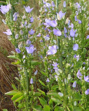 3 Campanules pyramidale - Campanule - Campanula pyramidalis