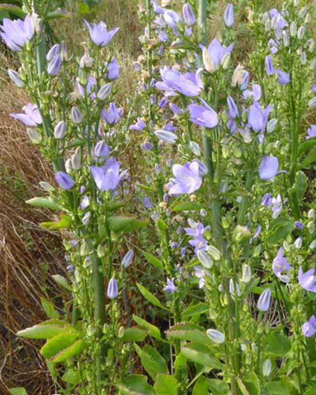 3 Campanules pyramidale - Campanule - Campanula pyramidalis