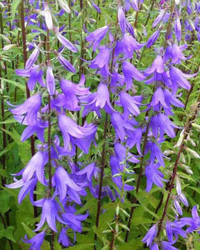 3 Campanules fausse raiponce - Campanule - CAMPANULA RAPUNCULOIDES