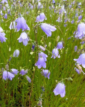 3 Campanules à feuilles rondes - Campanule - Campanula rotundifolia