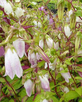 Campanule de Corée - Campanule - Campanula takesimana