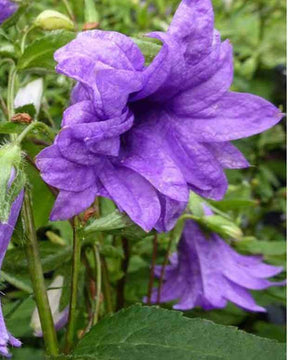 Campanule à feuilles d ortie Bernice - Campanule - Campanula trachelium Bernice