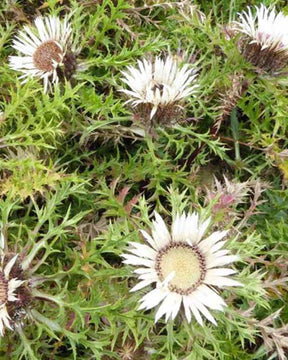 3 Carlines acaule - Carline - Carlina acaulis subsp. simplex