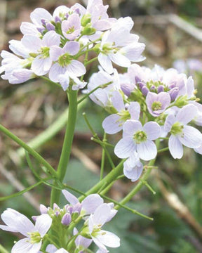 Cardamine des près - Fleurs vivaces - CARDAMINE PRATENSIS