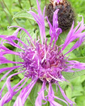 Centaurée hybride Caramia Centaurée récurvée rose - Fleurs vivaces - Centaurea Caramia