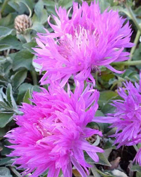 Centaurée à feuilles blanchâtres John Coutts - Fleurs vivaces - Centaurea hypoleuca John Coutts