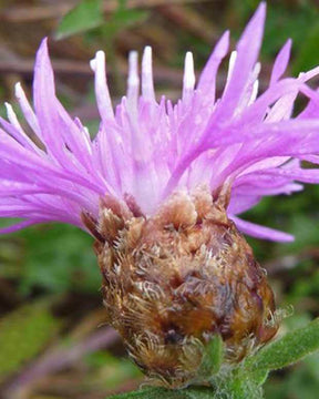 Centaurée jacée - Fleurs vivaces - Centaurea jacea