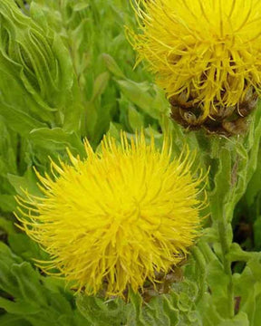 Centaurée à grosses têtes - Fleurs vivaces - CENTAUREA MACROCEPHALA