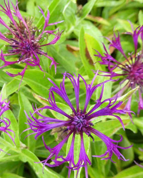 Centaurée des montagnes Amethyst Dream - Fleurs vivaces - Centaurea montana Amethyst Dream