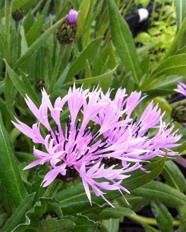 Centaurée des montagnes Carnea - Fleurs vivaces - Centaurea montana Carnea