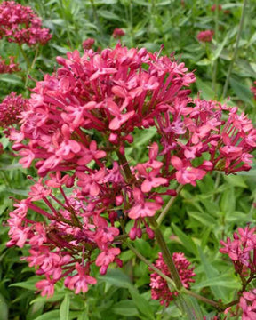 Valériane Rosenrot - Fleurs vivaces - CENTRANTHUS RUBER ROSENROT