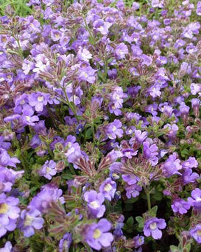 Petite gueule de loup Blue Dream - jardins - CHAENORHINUM ORIGANIFOLIUM BLUE DREAM