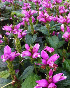 Galane de Lyon Hot Lips - Fleurs vivaces - CHELONE LYONII HOT LIPS