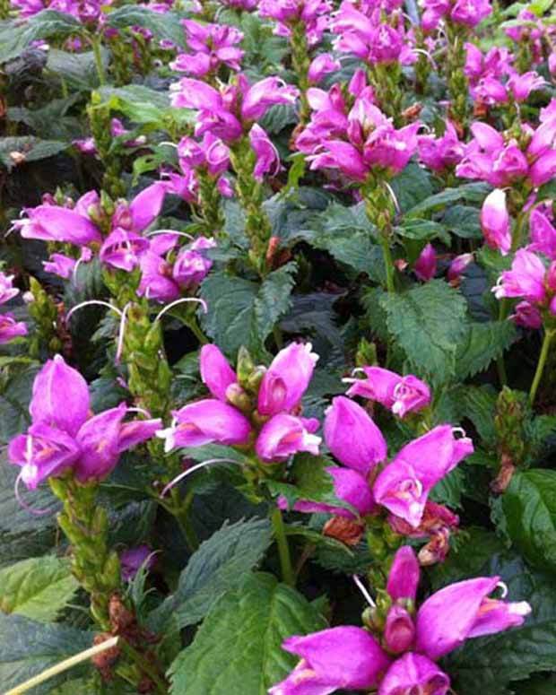 Galane de Lyon Hot Lips - Fleurs vivaces - CHELONE LYONII HOT LIPS