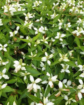 Galane oblique Alba - Fleurs vivaces - CHELONE OBLIQUA ALBA