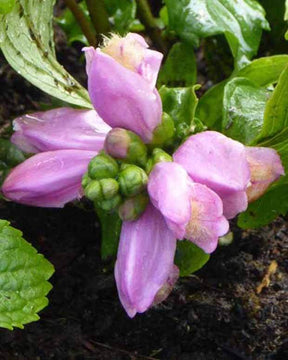 3 Galanes oblique Jenimienie - jardins - CHELONE OBLIQUA JENIMIENIE