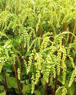 Goutte d or - Fleurs vivaces - CHIASTOPHYLLUM OPPOSITIFOLIUM