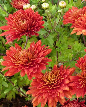 3 Chrysanthèmes des jardins Brennpunkt - Chrysanthèmes vivaces - CHRYSANTHEMUM INDICUM BRENNPUNKT