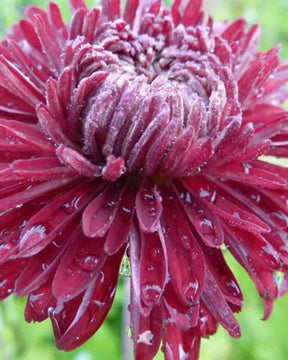 3 Chrysanthèmes des jardins Ceddie Mason - Chrysanthèmes vivaces - CHRYSANTHEMUM INDICUM CEDDIE MASON