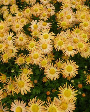 3 Chrysanthèmes Mary Stoker - Chrysanthèmes vivaces - Chrysanthemum Mary Stoker