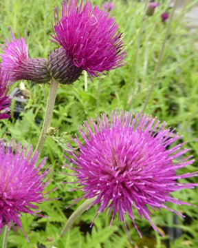 Cirse des ruisseaux Trevor s Blue Wonder - Fleurs vivaces - Cirsium rivulare Trevors Blue Wonder