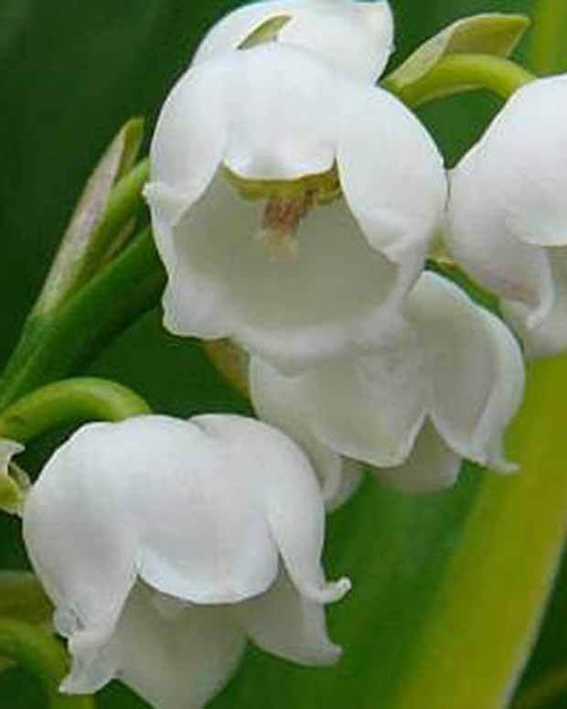 Muguet Hardwick Hall - jardins - Convallaria majalis Hardwick Hall