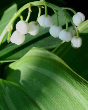 Muguet Hofheim - jardins - Convallaria majalis Hofheim