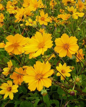 3 Coréopsis Elfin Gold - Fleurs vivaces - COREOPSIS AURICULATA ELFIN GOLD