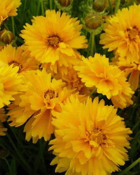 Coreopsis à grandes fleurs Sunray - Fleurs vivaces - COREOPSIS GRANDIFLORA SUNRAY