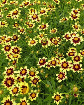 Coreopsis Cosmic Eye - Fleurs vivaces - Coreopsis Cosmic Eye