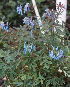 Corydale bleue Porcelain Blue - jardins - Corydalis Porcelain Blue